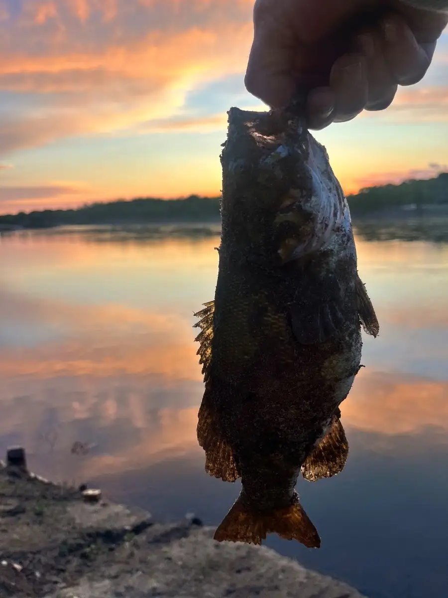 Smallmouth bass