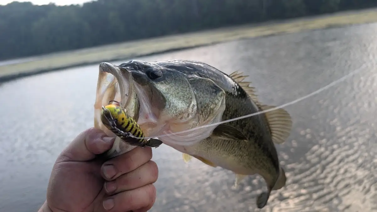 Bass