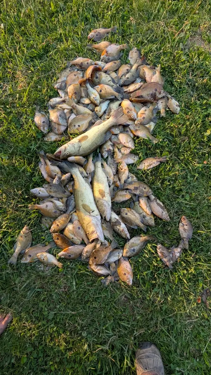 Bass, Blue Gill, Warmouth