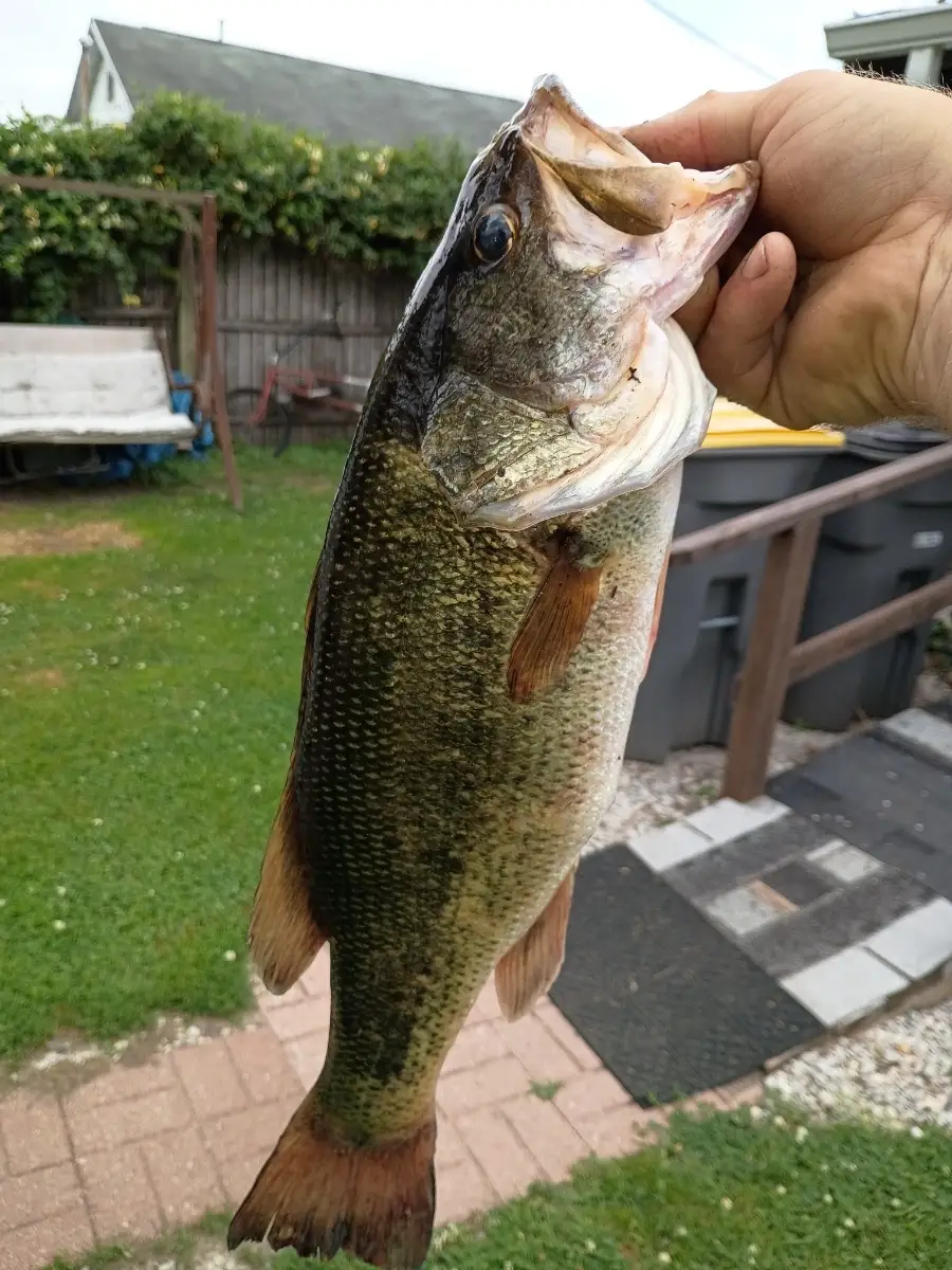 Lmb