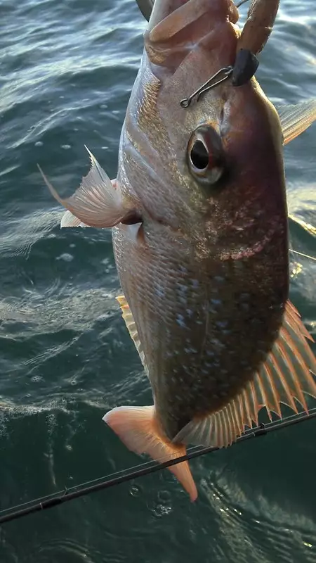 small auckland snapper - before release