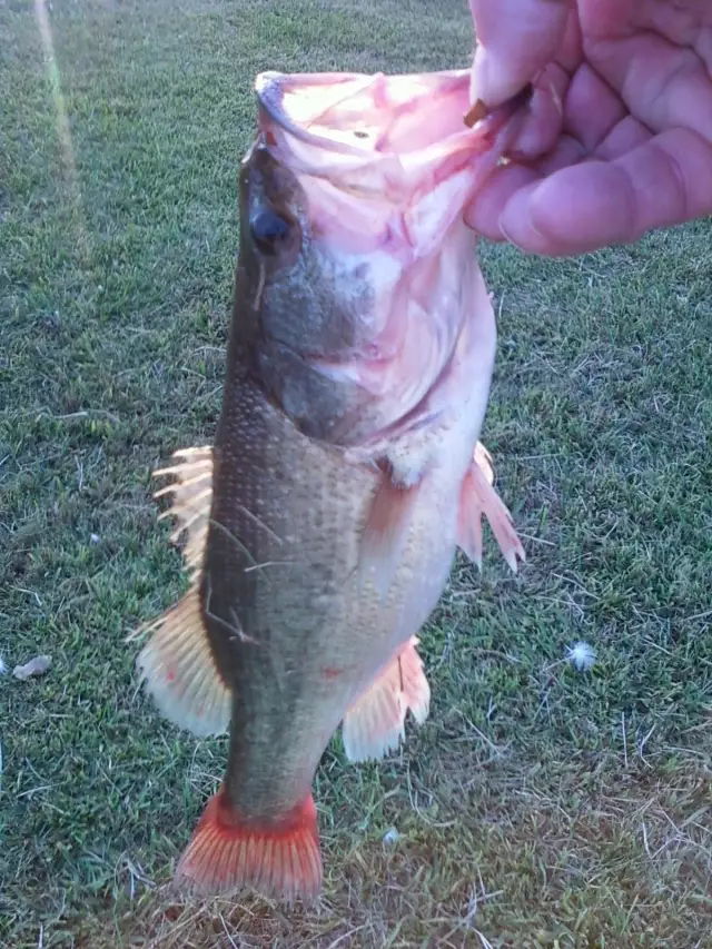 bass