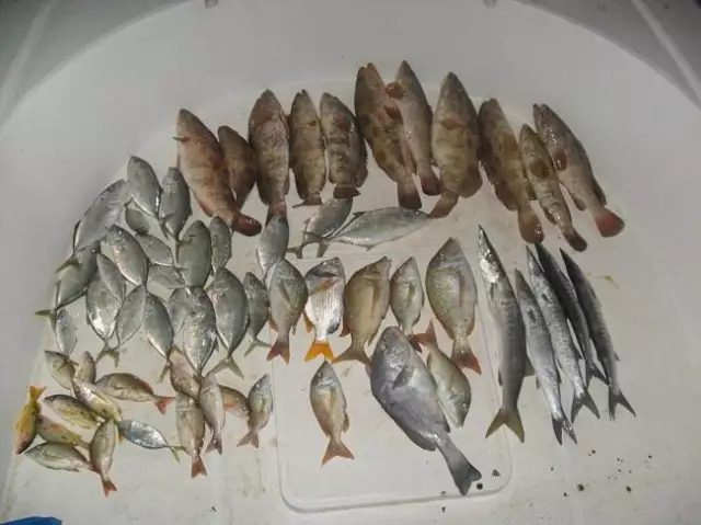 fishing in  abu dhabi