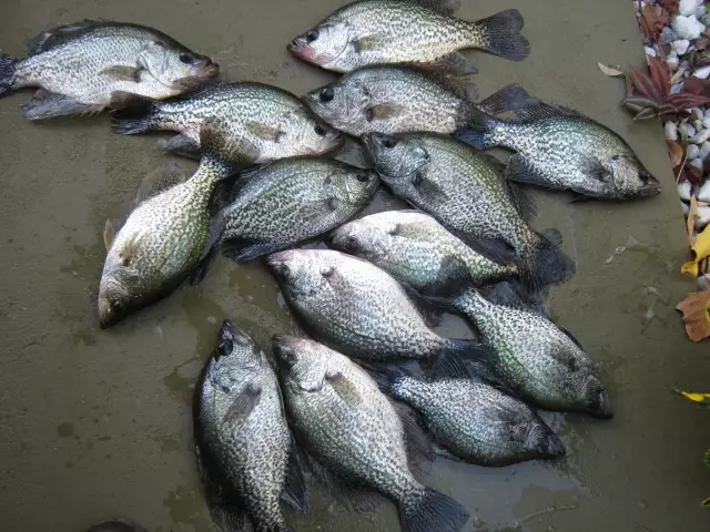 Crappie umatilla fl