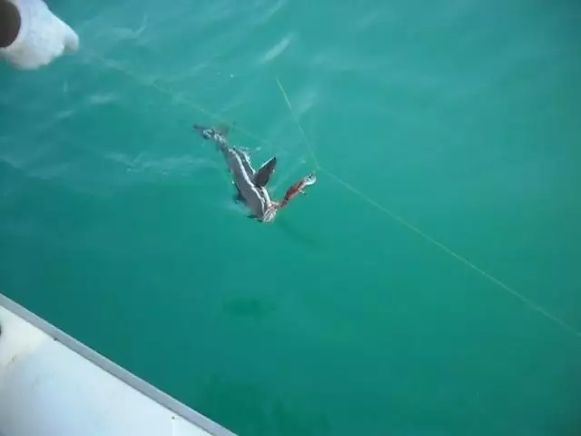 fishing in Abu dhabi