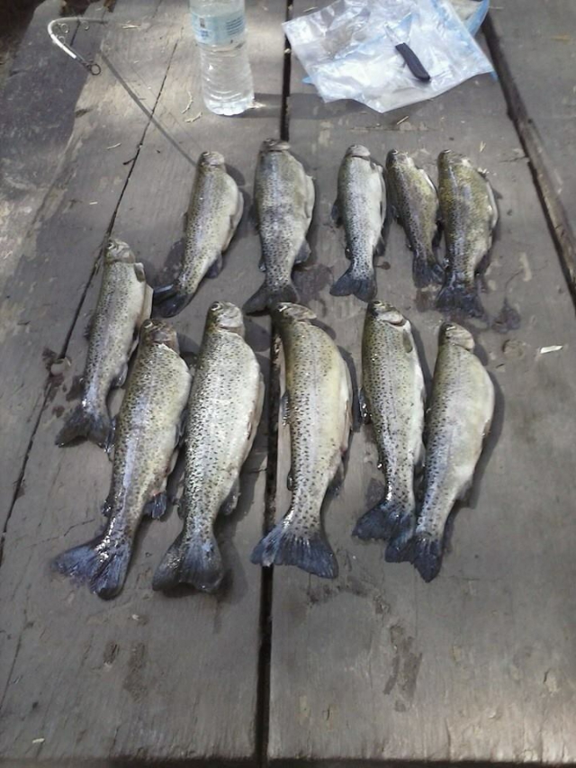 Trout caught in Tule River Fishing Photo