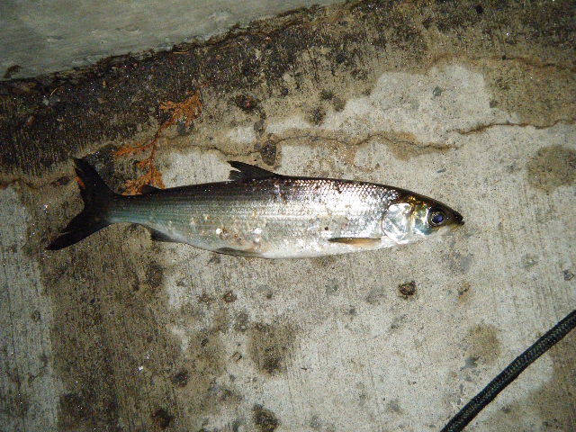 Haliburton Lake Herring | Fishing Photo