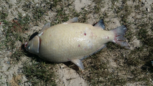 San Jacinto River by 59 north | Fishing Photo