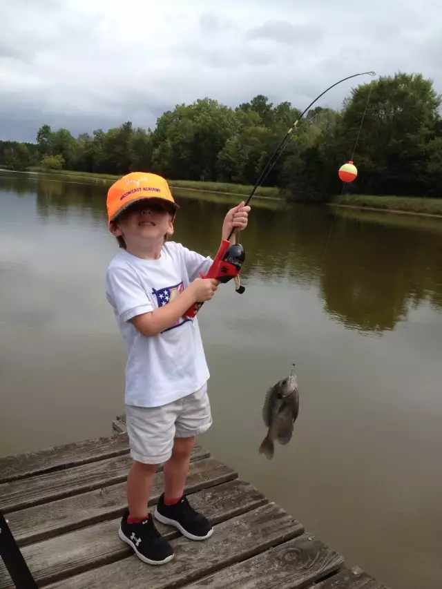 Alabama bluegill