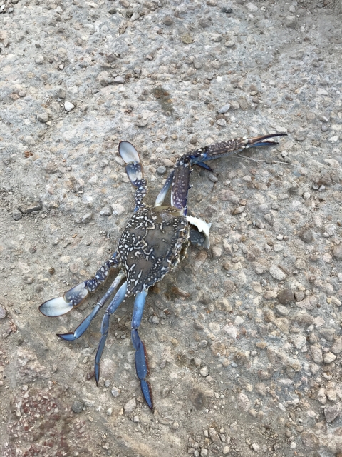 Caught a blue crab at Dammam corniche Fishing Photo