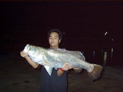 barramundi