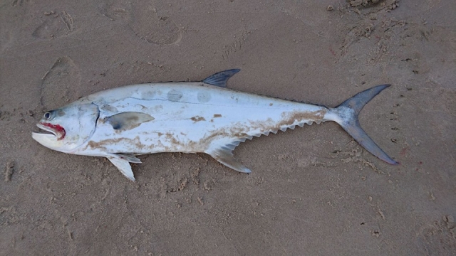 Queenfish from Inland sea, Qatar | Fishing Photo