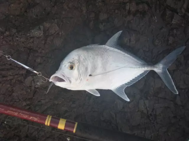 little gt spinning off the rocks