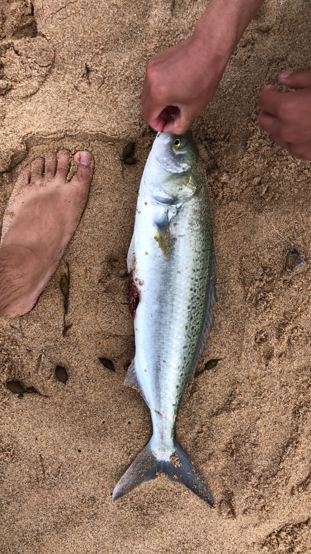 Australia salmon | Fishing Photo