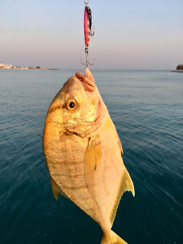 Abu dhabi fishing | Fishing Photo