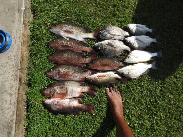 Mangrove Jack And Bream Fishing Photo