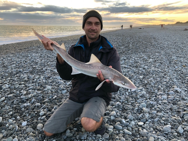 Rig Shark caught near Birdlings Flat, Christchurch | Fishing Photo