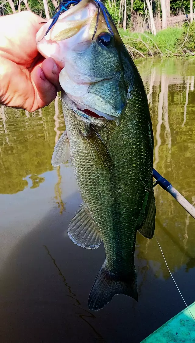 Lmb