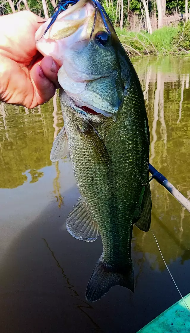 Lmb