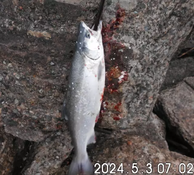 a 3# Coho salmon