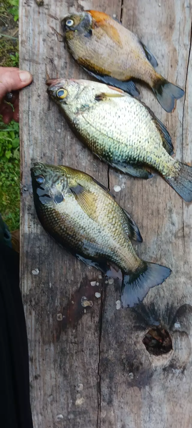 Crappie ....red ear....blue gill