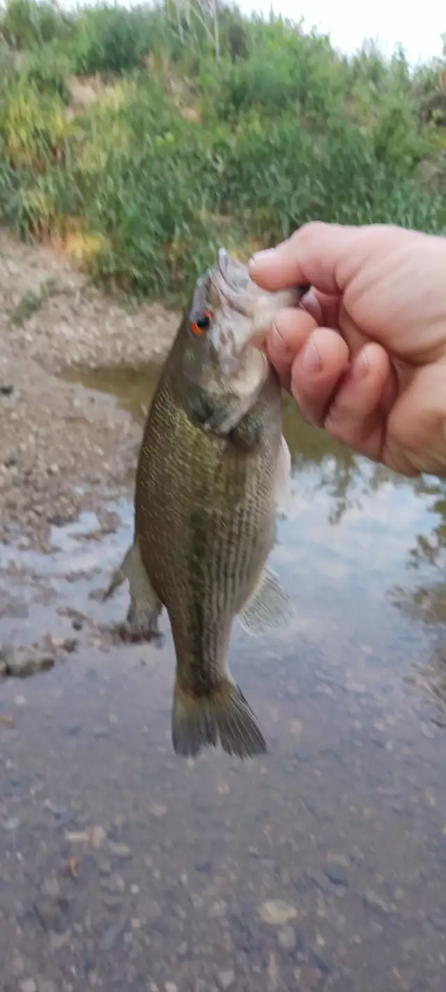 Small mouth