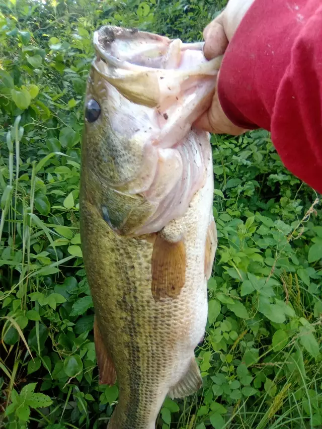 Bass