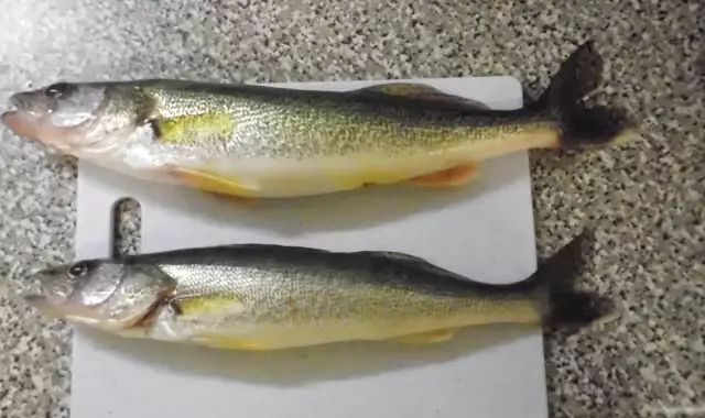 2 small pickerel