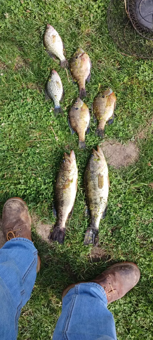 Lmb,crappie and bluegill