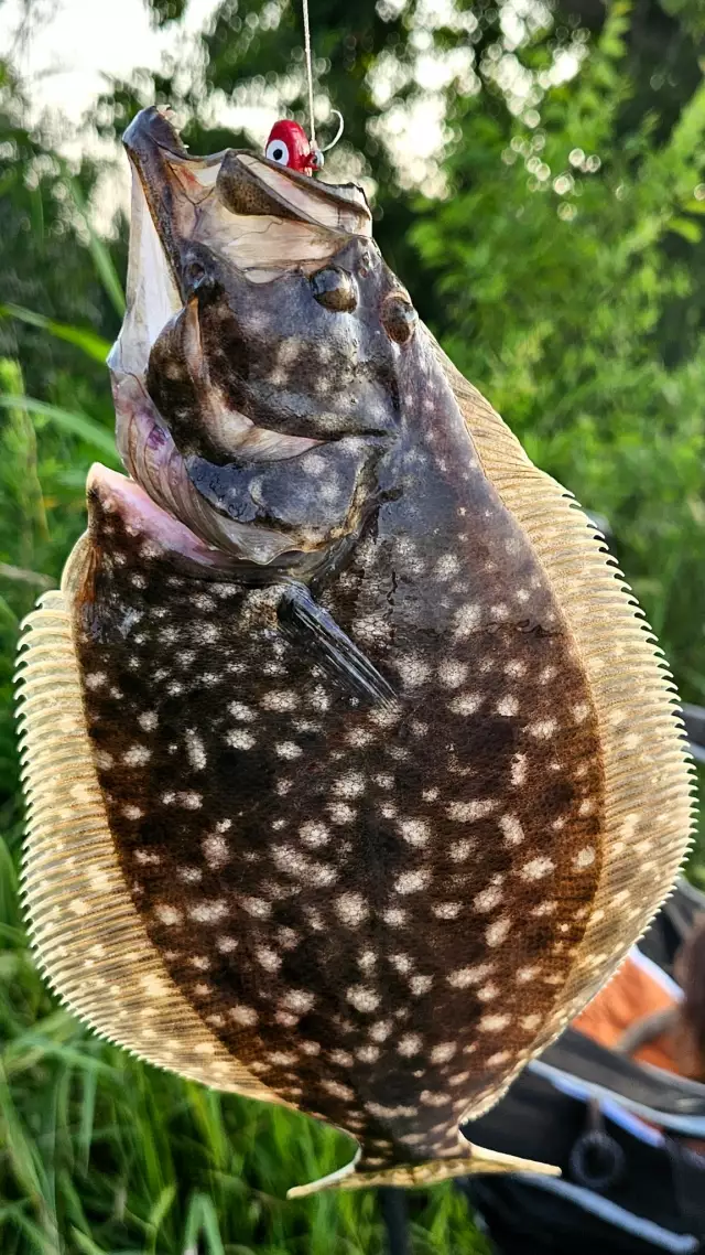 Lots of Flounder at Oak Harbor