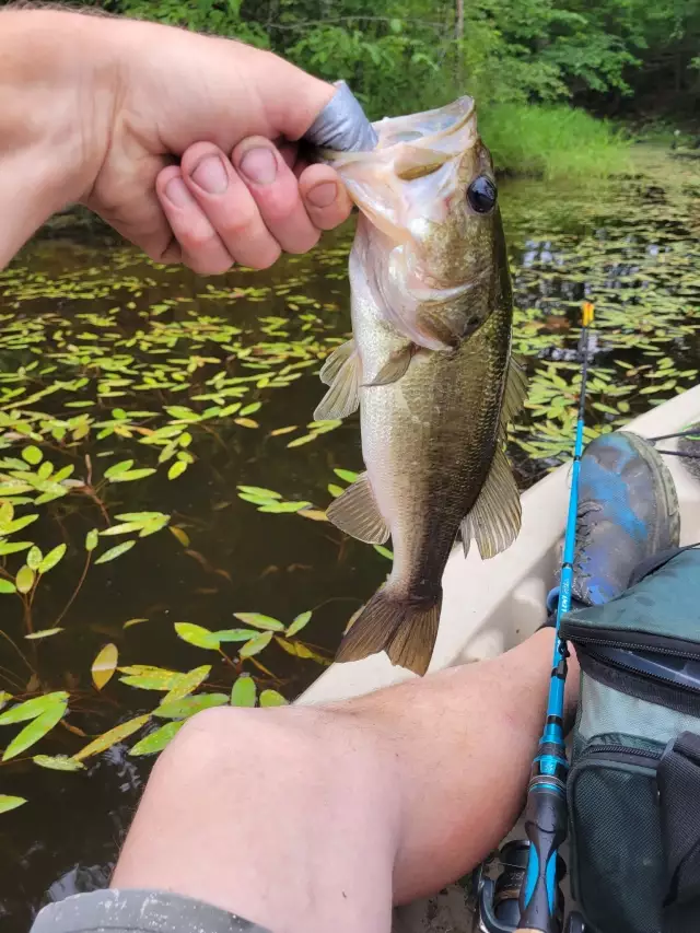 Large mouth bass