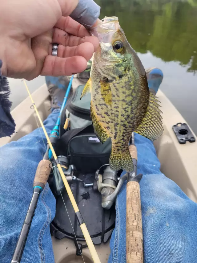 Crappie