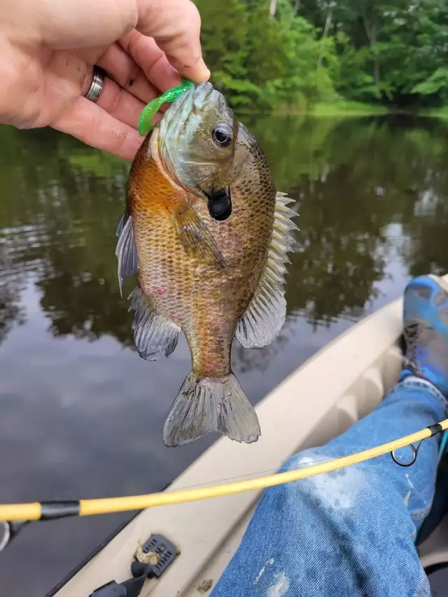 Bluegill