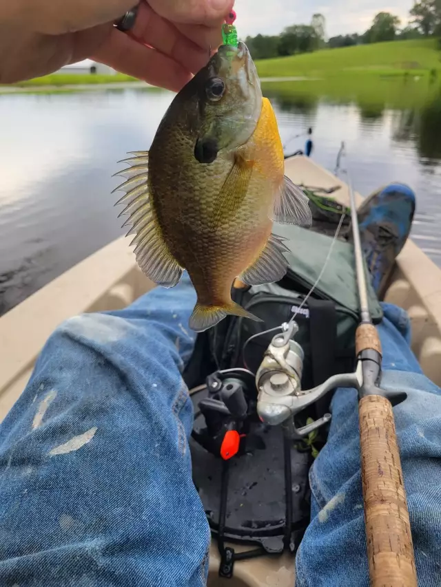 Bluegill