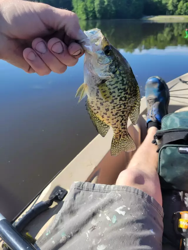 Crappie