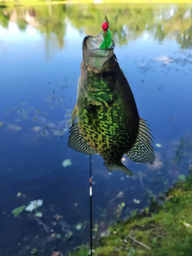 Crappie