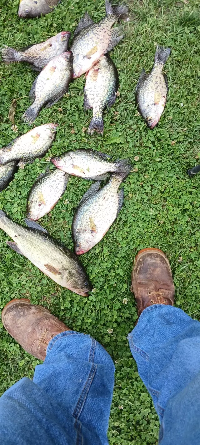 Lmb and crappie