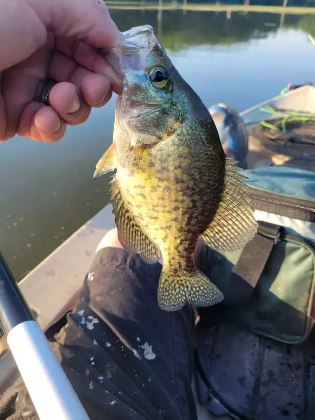 Crappie