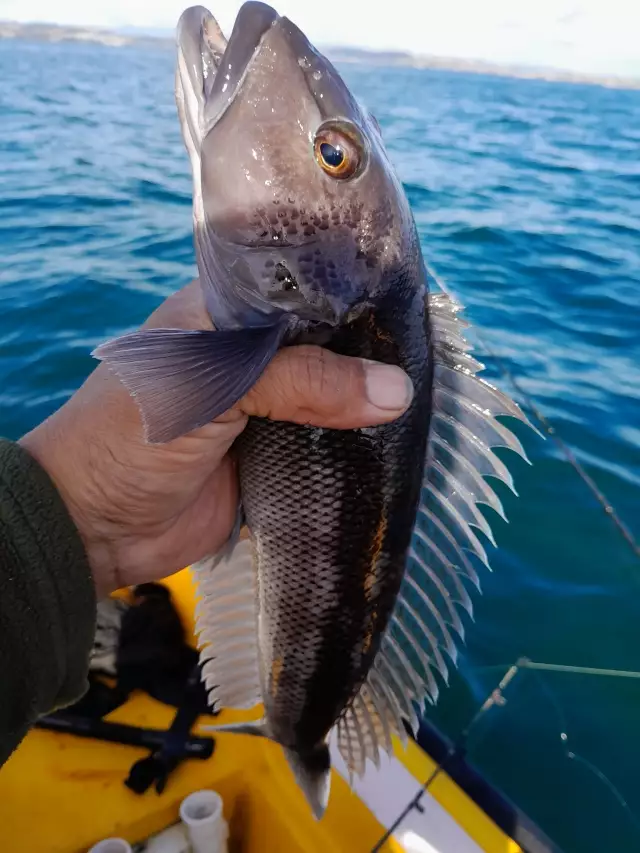 Doubtless Bay blue cod