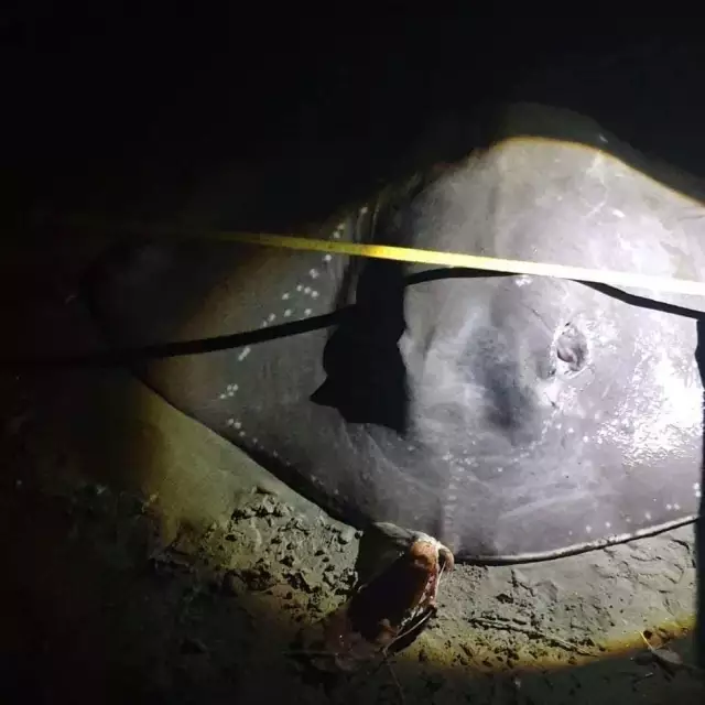 Short tail ray