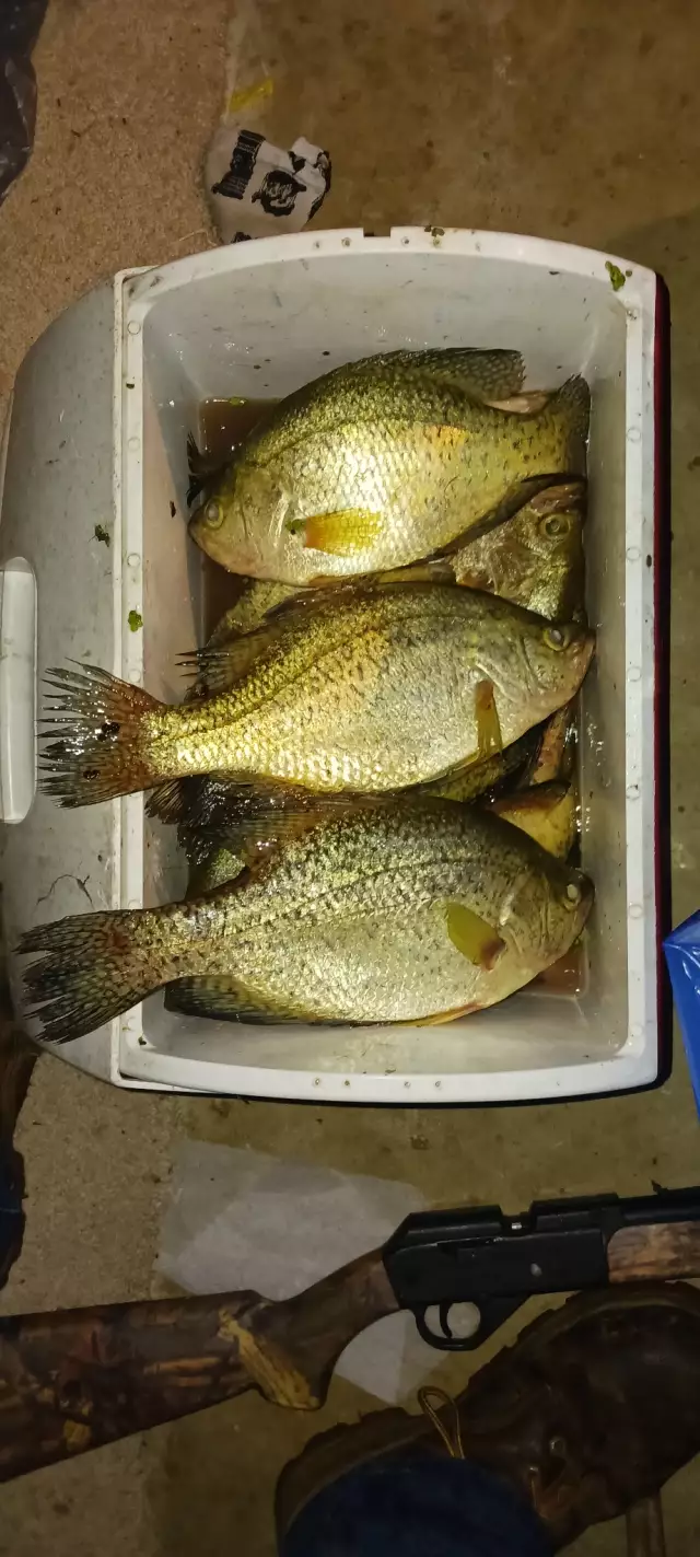 Crappie