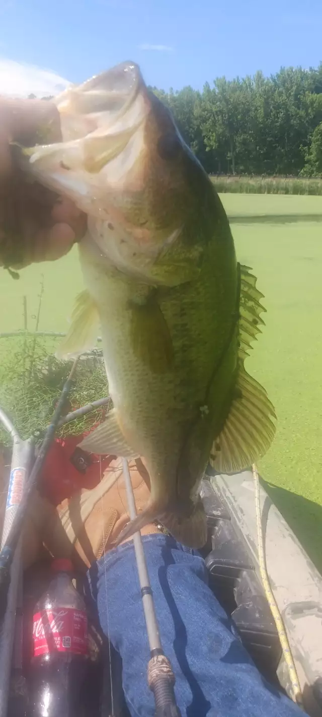 Lmb