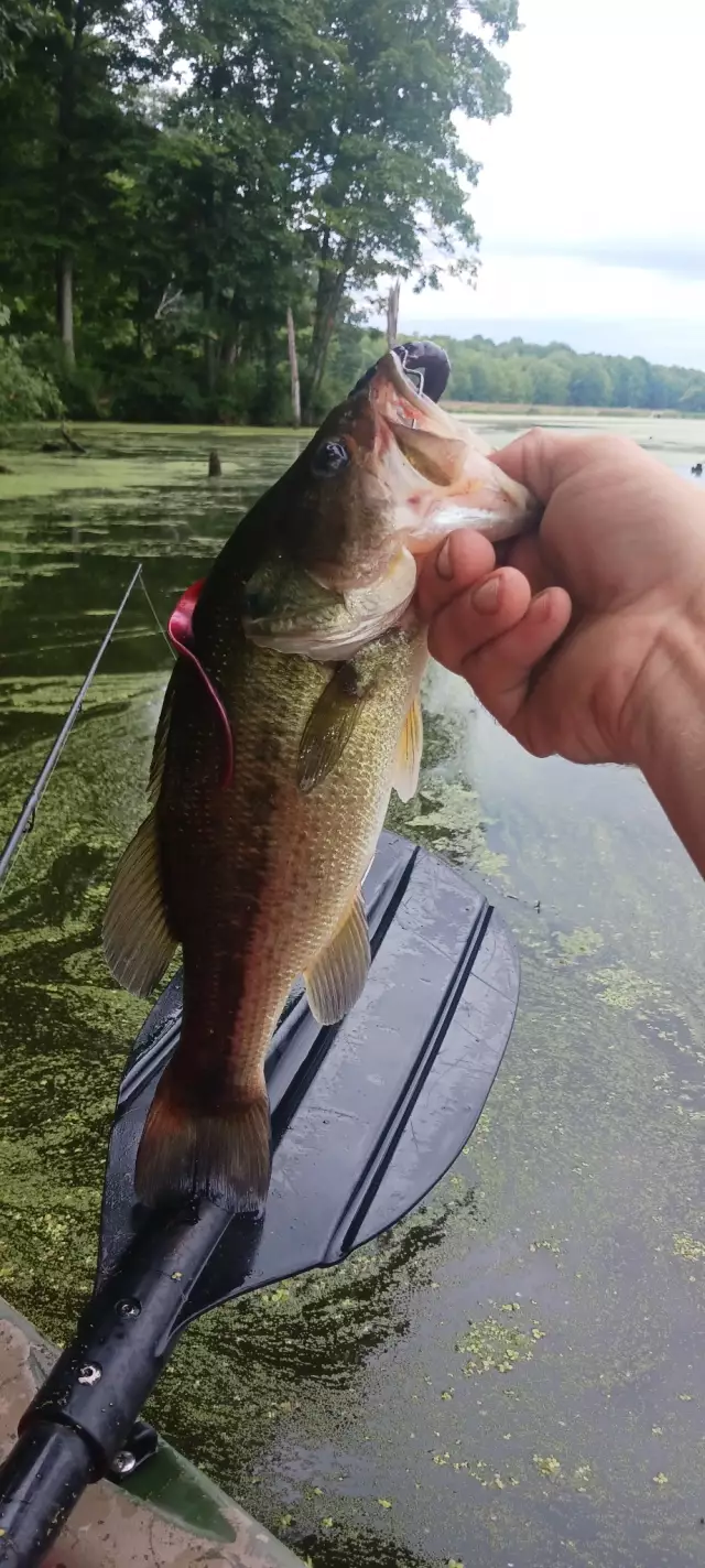 Lmb