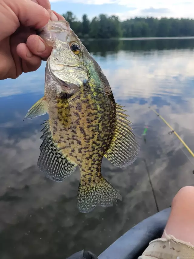 Crappie