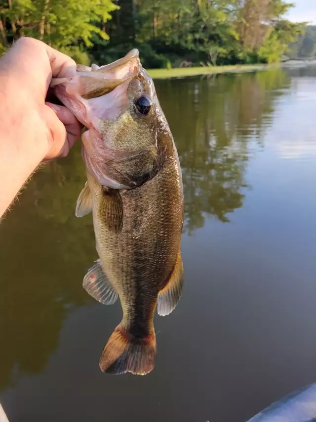 Bass