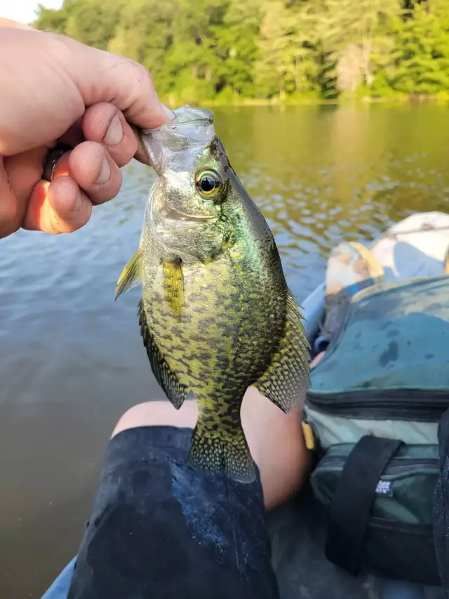 Crappie