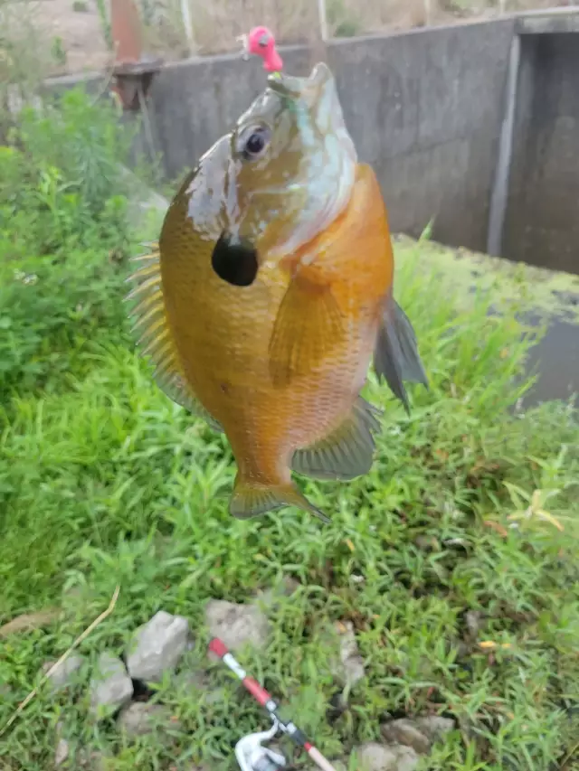 Bluegill