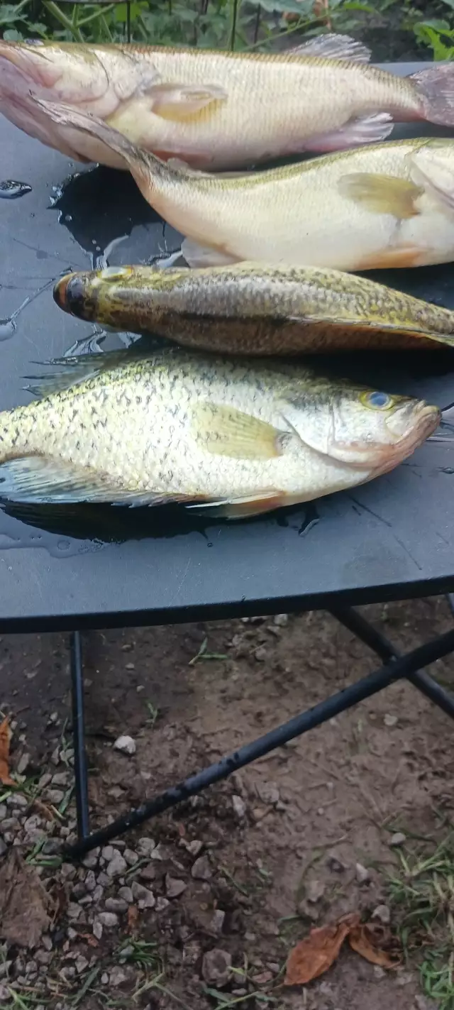 Lmb and crappie