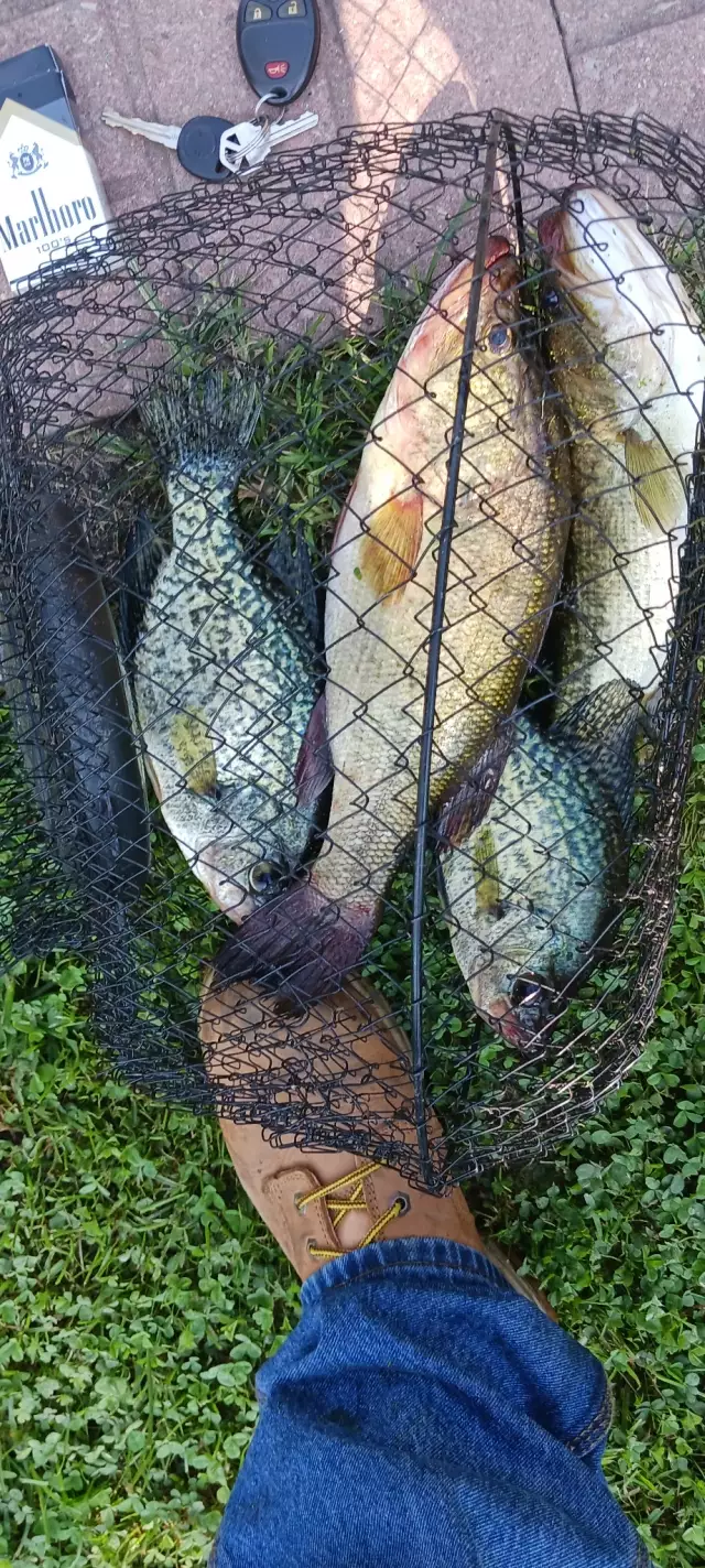 Crappie and lmb