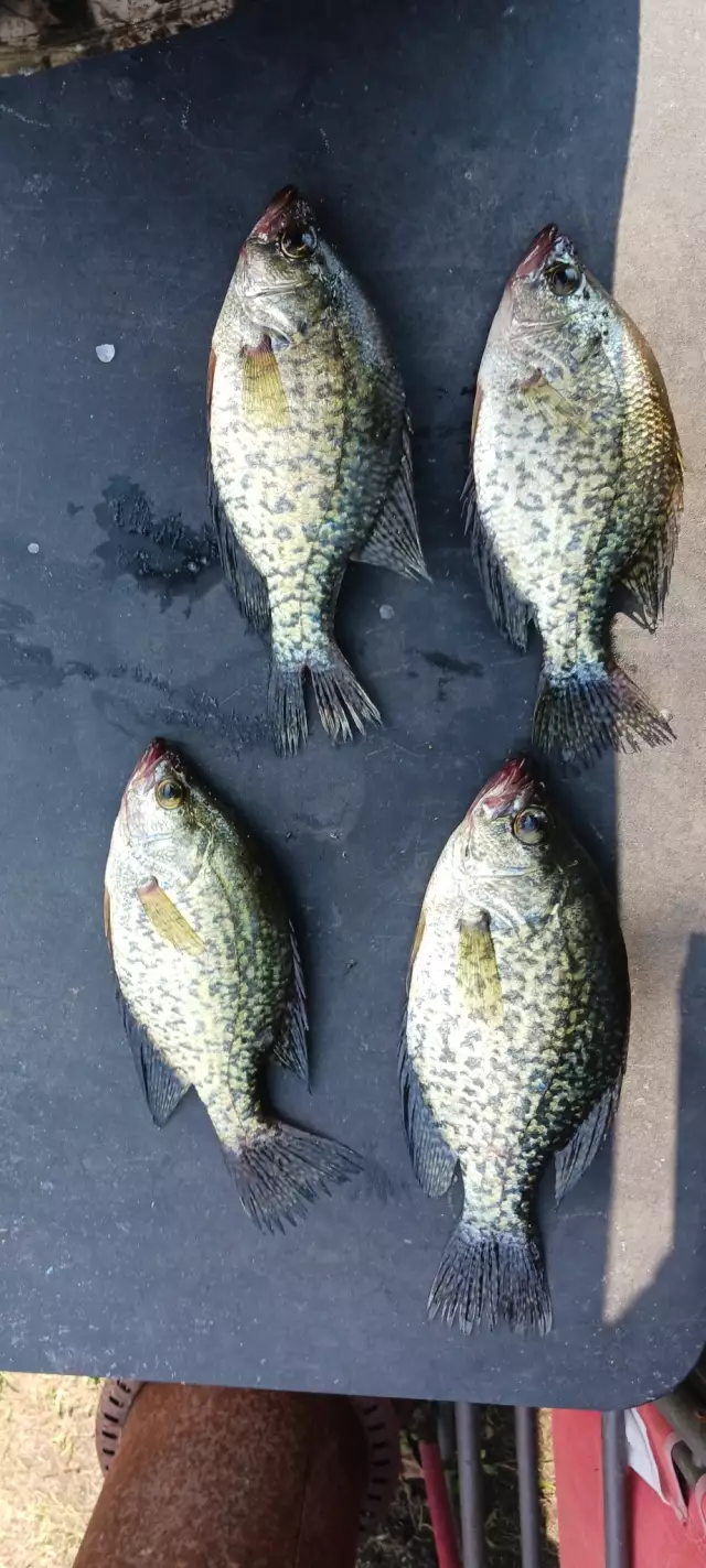 Crappie